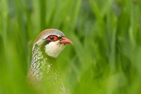 Red legged or French partridge (Alectoris rufa) adult bird head portrait, England, United Kingdom