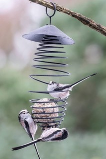 Long-tailed tits (Aegithalos caudatus) at the tit dumpling, Emsland, Lower Saxony, Germany