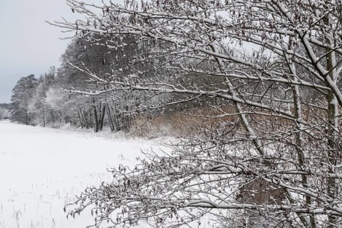 Winter landscape with black alder (Alnus glutinosa) along a ditch, Emsland, Lower Saxony, Germany