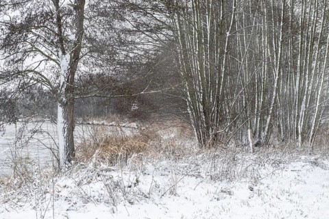 Winter landscape with black alder (Alnus glutinosa), Emsland, Lower Saxony, Germany