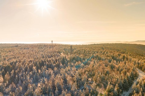 A wide winter forest with sunbeams and a tower in the distance, Holohturm, Gernsbach, Rastatt