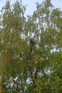 Tree climber cuts a birch (Betula), Eckental, Middle Franconia, Bavaria, Germany