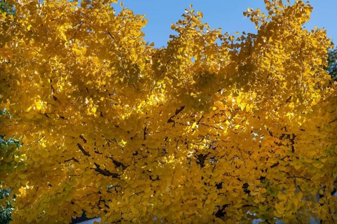 Ginkgo tree (ginkgo biloba) in autumn colour, Franconia, Bavaria, Germany