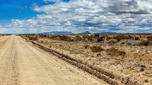 A desert road with animals that stretches along the way under a cloudy sky, The landscape of the