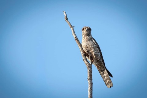 Bended Kestrel (Falco zoniventris) in the Ankarafantsika dry forest in western Madagascar