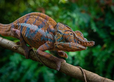 Male chameleon (Furcifer angelii) in the dry forests of western Madagascar