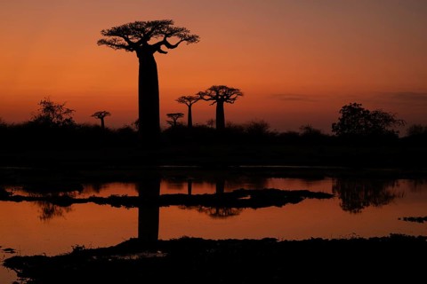 Boabab on a small lake at sunrise on Baobab Alley in western Madagascar