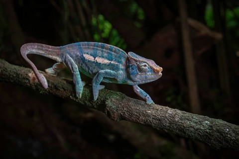 Male chameleon (Calumma ambreense) in the rainforests of the Montagne d Ambre National Park in the