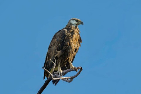 Madagascar Fish-Eagle, Malagasy Fish-Eagle (Haliaeetus vociferoides) in the dry forests of
