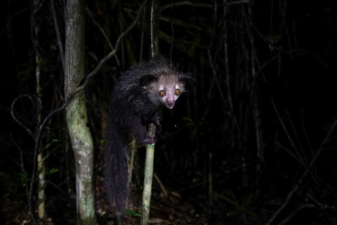 Aye-aye (Daubentonia madagascariensis) in the lowland rainforests of eastern Madagascar