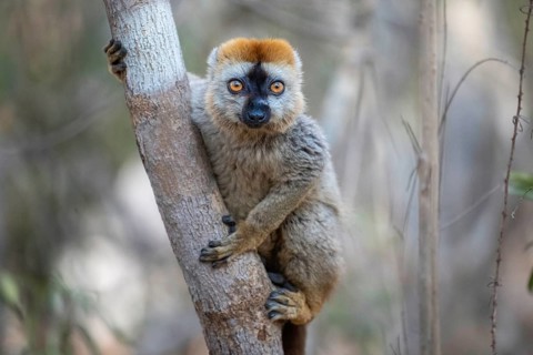 Male red-fronted lemur (Eulemur rufifrons) in the Kirindy dry forest, western Madagascar