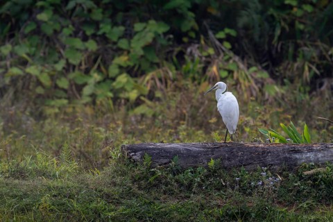 Little Egret (Ergretta garzetta) near water in the central highlands of Madagascar
