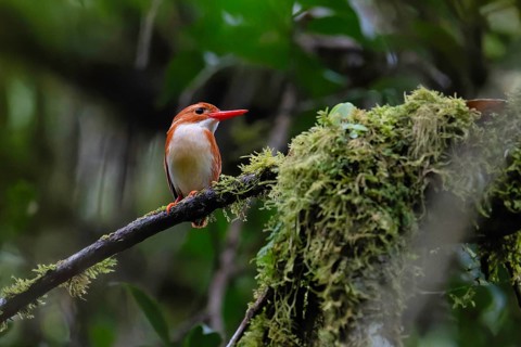 Pygmy Kingfisher (Corithornis madagascariensis) in the rainforests of the central highlands of