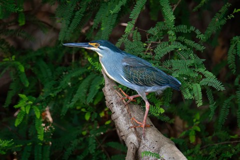 Green-Backed Heron (Butorides striata) at the edge of a lake in western Madagascar