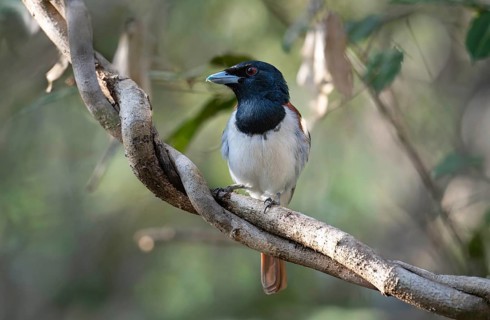 Red Vanga, Rufous Vanga (Schetba rufa) in the Ankarafantsika dry forest in western Madagascar