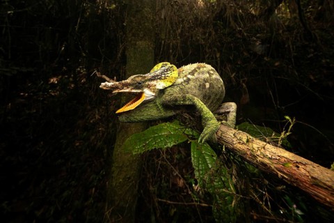 Male chameleon (Calumma malthe) in the mountain cloud forests of eastern Madagascar