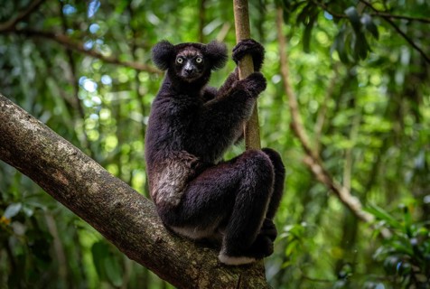 An Indri lemur (Indri indri) in the rainforest, in the central east of Madagascar
