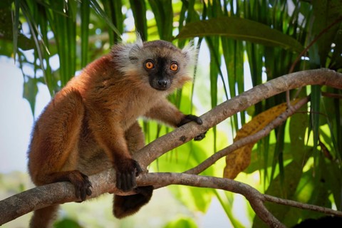 Female black lemur (Eulemur macaco macaco) in the coastal forests of north-west Madagascar