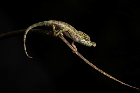 A male chameleon (Callumma hofreiteri) in the rainforests of the central highlands of Madagascar