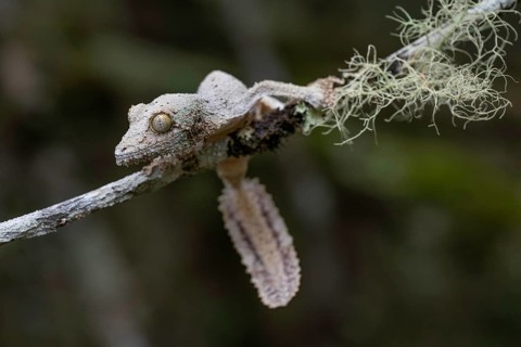 Leaf-tailed gecko (Uroplatus sikorae) in the mountain cloud forests of the central highlands of