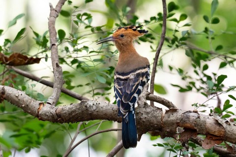 Madagascar Hoopoe (Upupa marginata) in the dry forests of Ankarafantsika in western Madagascar