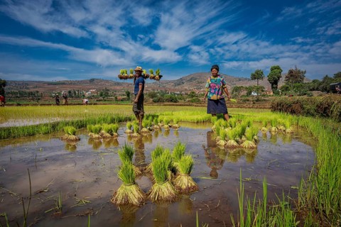 Rice farmers spreading rice seedlings in a rice field in the central highlands of Madagascar