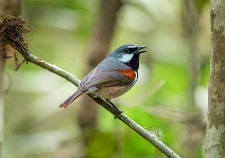 Red-tailed vanga (Calicalicus madagascariensis) in the mountain cloud forests of eastern Madagascar