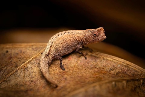 Earth chameleon (Brookesia nofy) in the lowland rainforests of eastern Madagascar