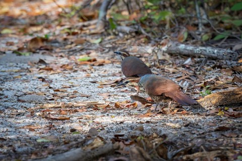 Short-footed Stilt Rail, White-Brested Mesite (Mesitornis variegatus) on the forest floor of the