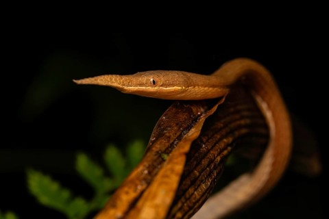 Male leaf-nosed snake (Langaha madagascariensis) at night in the lowland rainforests of eastern