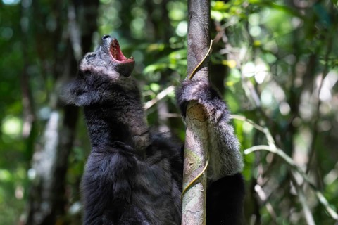 An Indri lemur (Indri indri) singing in the rainforest in the east-central part of Madagascar