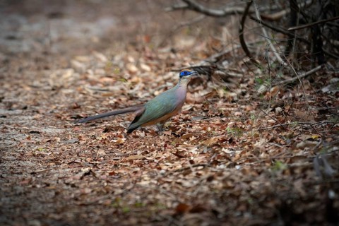 Red-capped Silky Cuckoo, Red-capped Coa (Coa olivaceiceps) in the dry forests of Ankarafantsika in