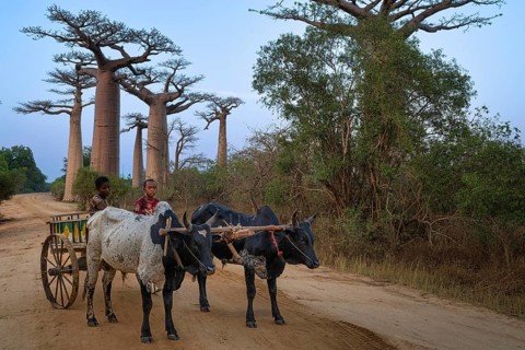 Zebu cart with driver early in the morning on Baobab Alley in western Madagascar