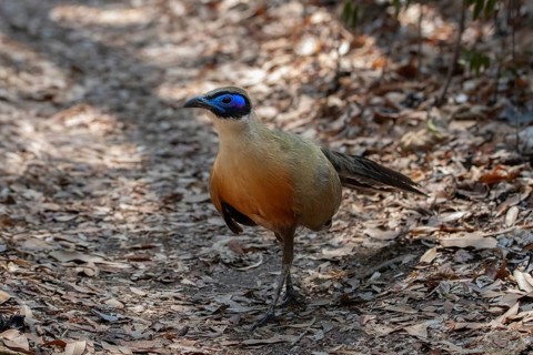 Giant Coa (Coa gigas) in the dry forests of Ankarafantsika in western Madagascar