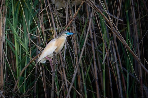 Squacco Heron (Ardeola ralloides) in the reeds of a lake in western Madagascar