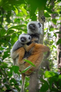 Diadem Sifaka (Propithecus diadema diadema) in the mountain cloud forests of Andasibe in eastern