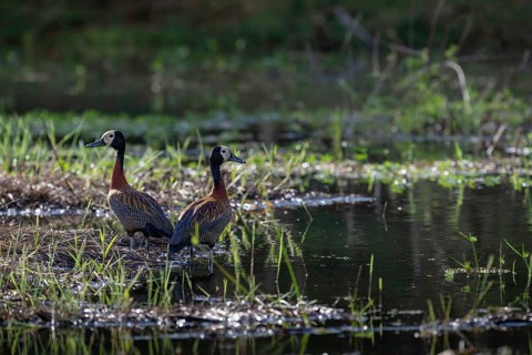 White-Faced Whistling Duck (Dendrocygna viduata) at a lake in western Madagascar