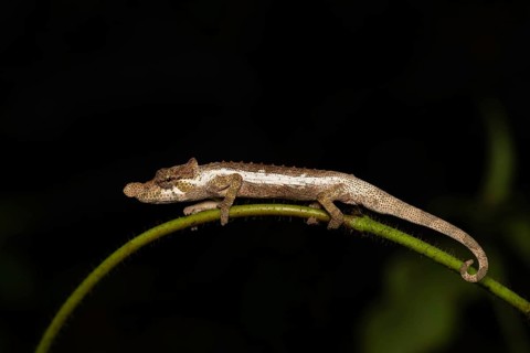 A male chameleon (Calumma fallax) in the rainforests of south-east Madagascar