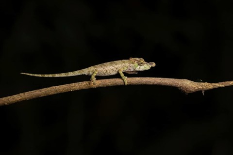 Male chameleon (Calumma hofreiteri) in the rainforests of the central highlands of Madagascar