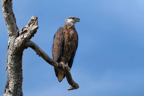 Madagascar Fish-Eagle, Malagasy Fish-Eagle (Haliaeetus vociferoides) in the dry forests of