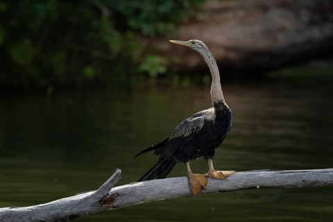 African Darter (Anhinga rufa) at a lake in the west of Madagascar