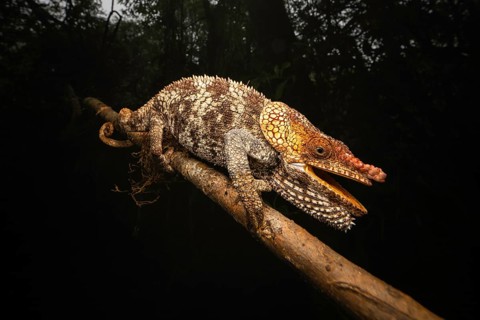 Short-horned chameleon (Callumma brevicornis) in the rainforests of eastern Madagascar