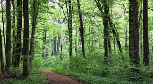 Mixed forest in spring, beeches, hornbeams, oaks, Upper Bavaria, Germany