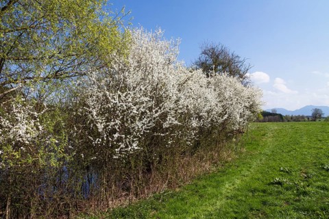 Blackthorn (Prunus spinosa), blackthorn hedge in bloom, Alpine foothills, Upper Bavaria, Germany