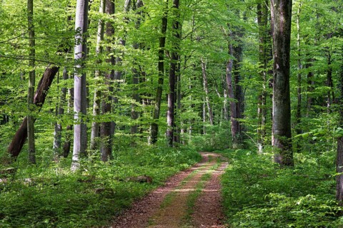 Mixed forest in spring, copper beech (Fagus sylvatica), English oak (Quercus Robur) Upper Bavaria,
