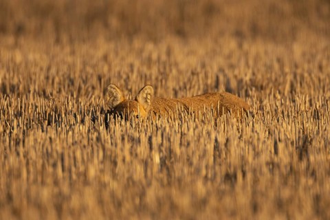 Chinese water deer (Hydropotes inermis) adult animal resting in a farm stubble field, England,