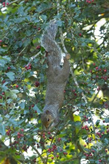 Grey squirrel (Sciurus carolinensis) adult animal feeding on Hawthorn tree berries in summer,