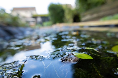 Common frog (Rana temporaria) adult amphibian on the water surface of a garden pond with a house in