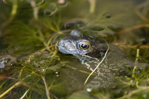 Common frog (Rana temporaria) adult amphibian on the water surface of a garden pond amongst pond