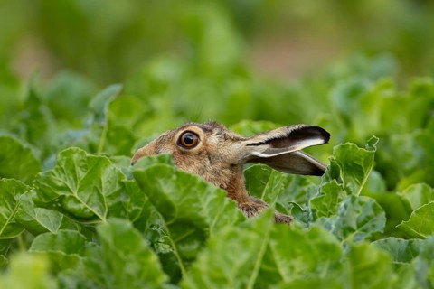 European brown hare (Lepus europaeus) adult animal in a arable farm sugar beet crop field in